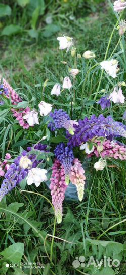 Букет Люпинов