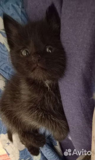 Черный котик Яша в добрые руки