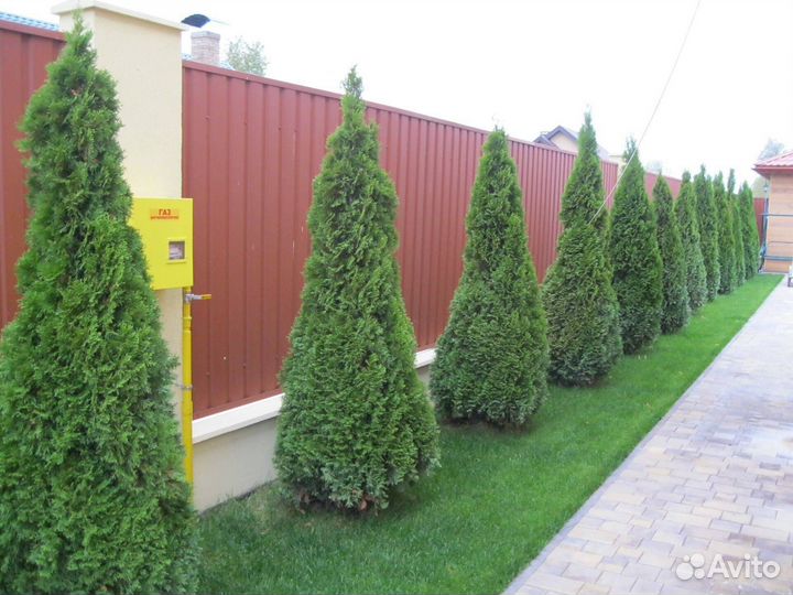 Туя для изгороди
