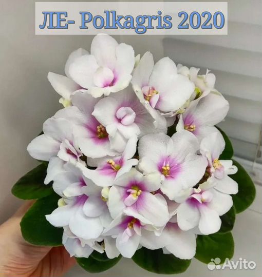 Сортовые фиалки мини