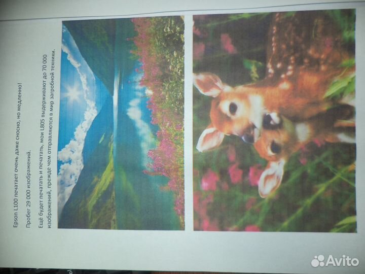 Принтер epson l100