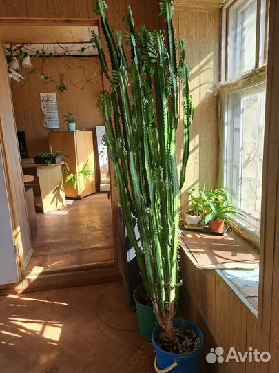 Молочай трехгранный