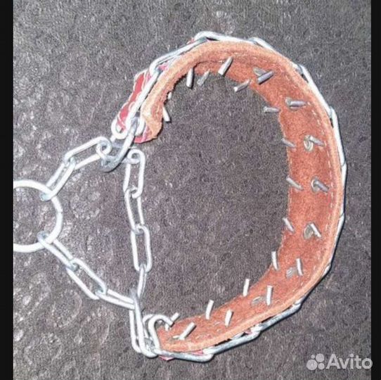 Одежда для собак