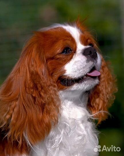Кавалер кинг чарльз спаниель вязка