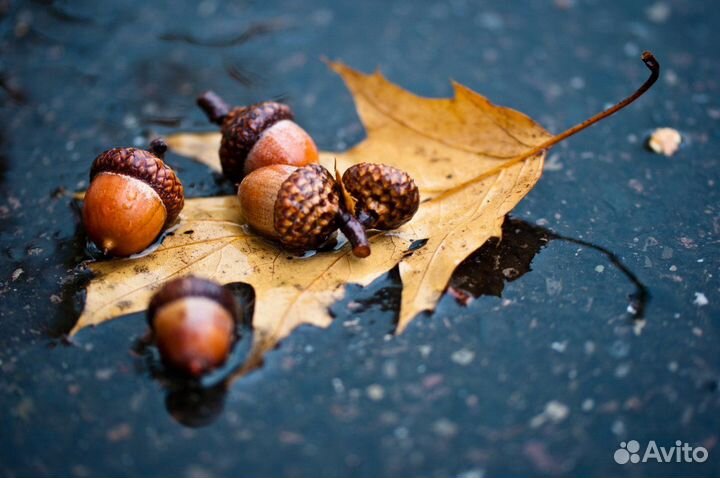 Саженцы и желуди канадского (красного) дуба