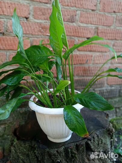 Спатифиллум