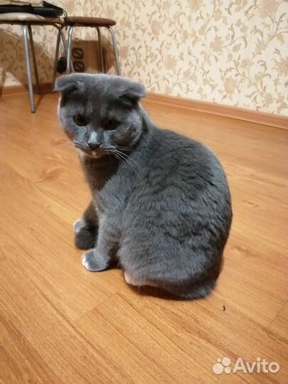 Британский вислоухий кот вязка