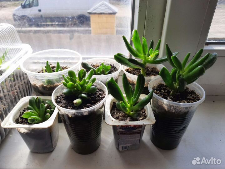 Крассула, Вербейник монетчатый, Замиокалькас