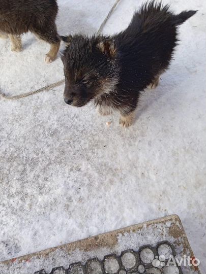 Щенки метисы в добрые руки