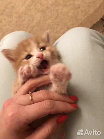 Ветеринарный врач на дом, ветеринар, Стрижка кошки