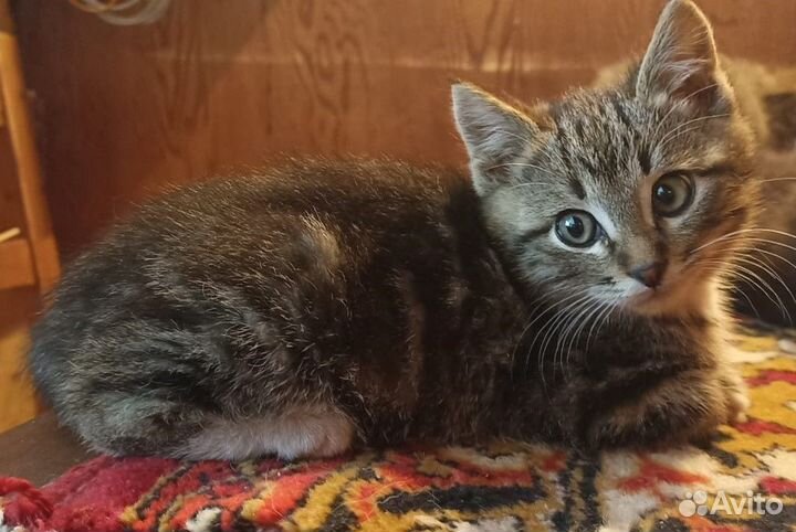 Малыш котенок лоток отлично, доставим сами