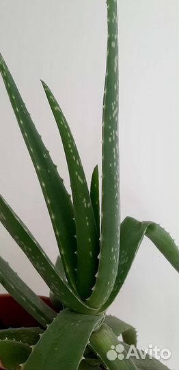 Алоэ вера 5летний лечебный