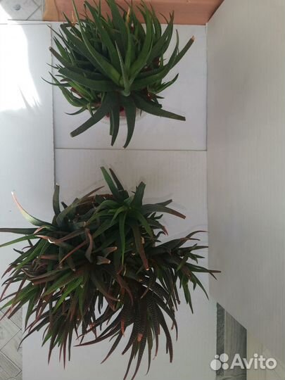 Комнатные цветы