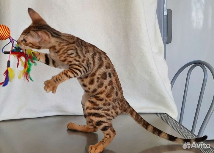 Бенгальская кошечка