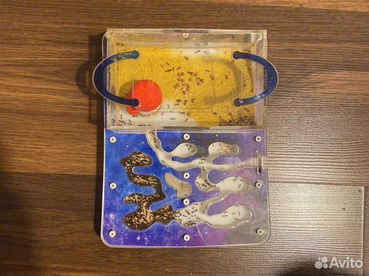 Моравьинная ферма AntPlanet с муравьями