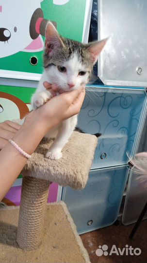 Котята девочки. 2 мес