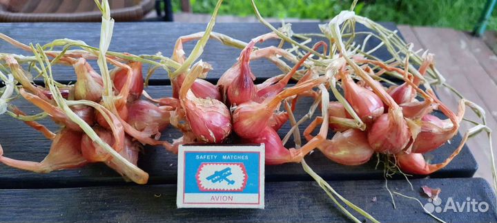 Лук семейный