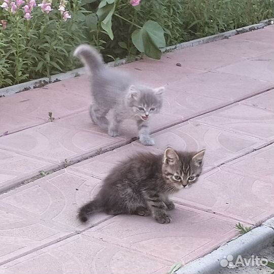 Кошки в добрые руки бесплатно