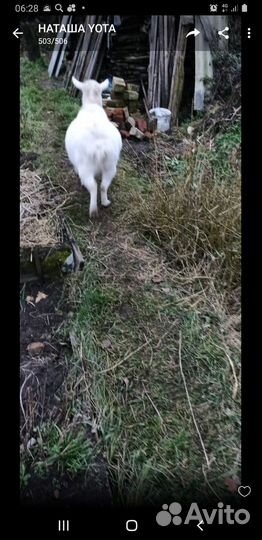 Продам коз