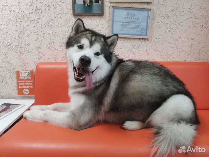 Груминг стрижка собак