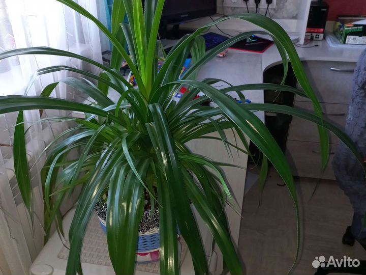 Панданус пальма детки