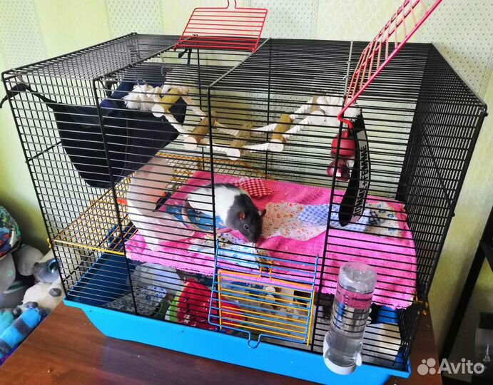 Клетка для грызунов бу