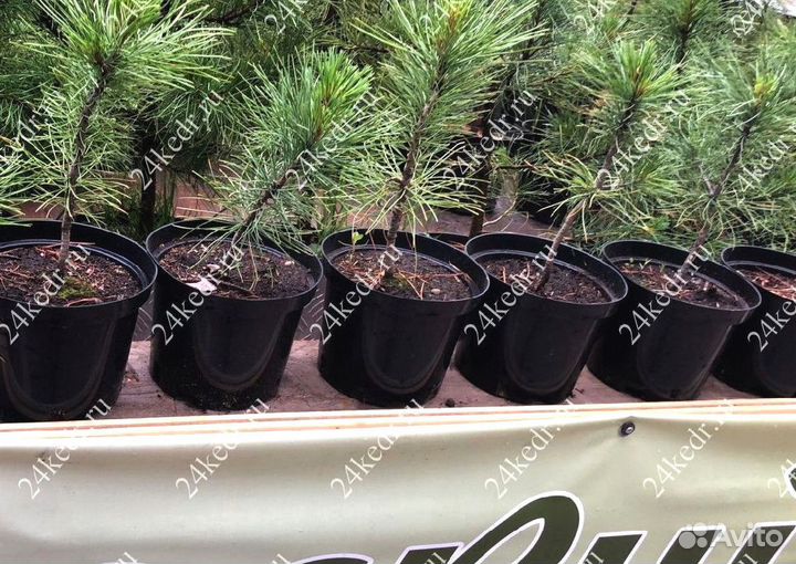 Сибирский кедр. Саженцы