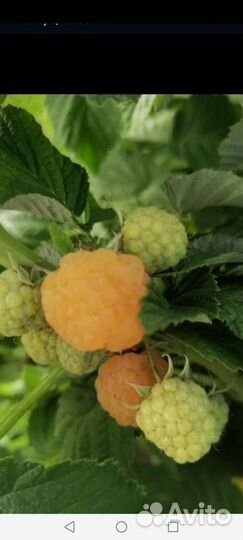 Ягодные кустарники