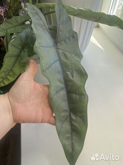 Alocasia heterophylla Silver / алоказия хетерофила