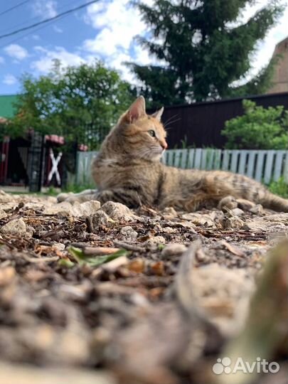 Разместить кошку