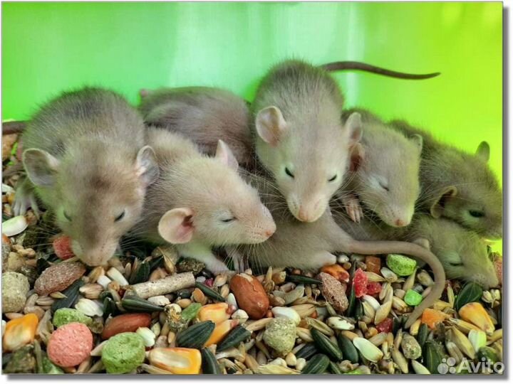 Крысы Дамбо. Доставка крысят
