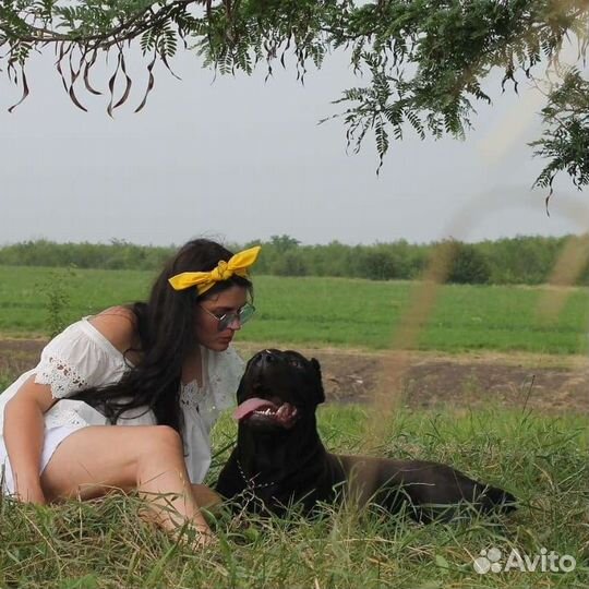 Вязка Кане корсо