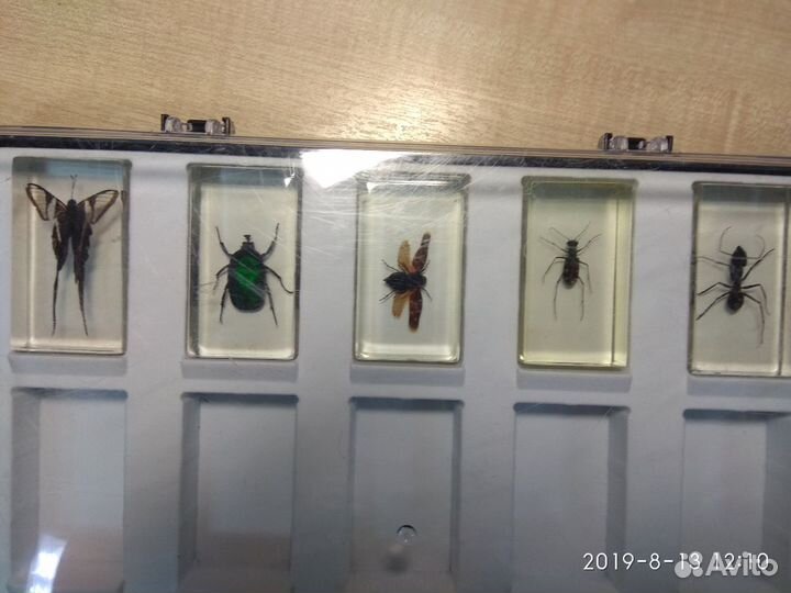 Коллекция Насекомых Насекомые в сферах