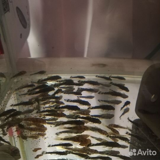 Сомики анциструсы