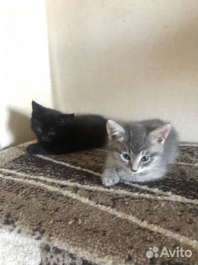 Котята в ответственные руки