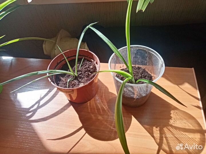 Хлорофитум