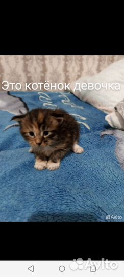 Котята мейн-кун