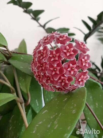 Хойя Пубикаликс. Hoya pubicalix