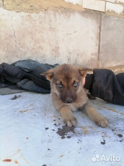 Щенки метисы в добрые руки