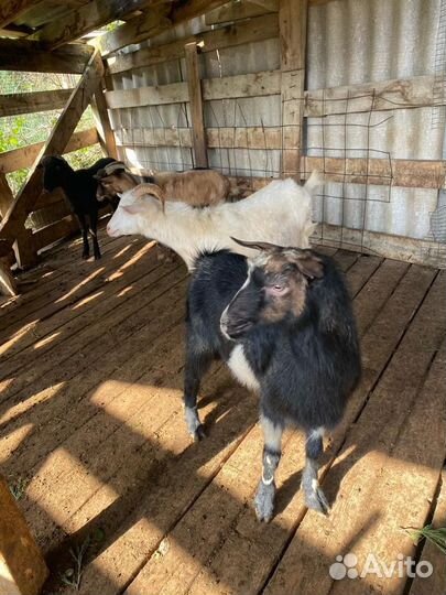 Овцы и козы