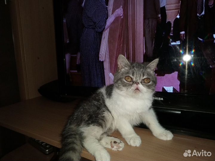 Экзотический кот