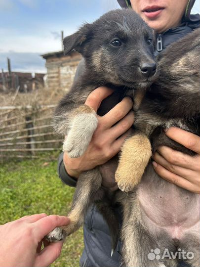 Щенки на охрану