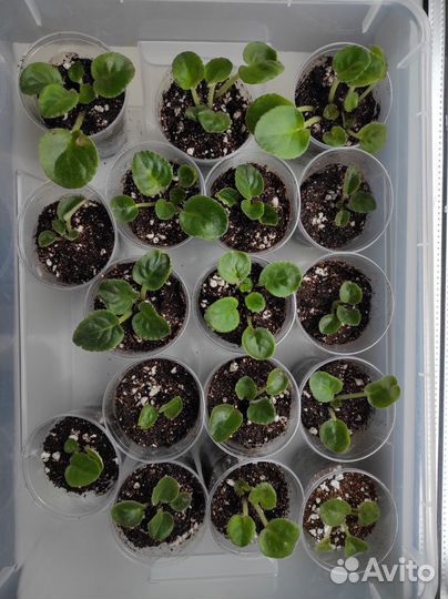 Детки фиалки (сорт 