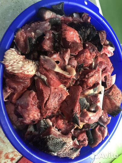 Мясо говядина для собак