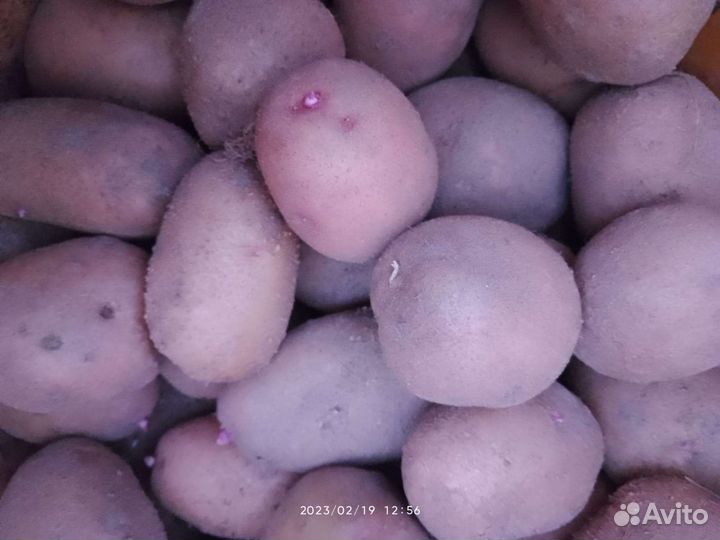 Продам картофель