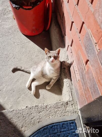 Кошка в дар