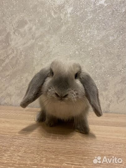 Декоративный кролик с клеткой