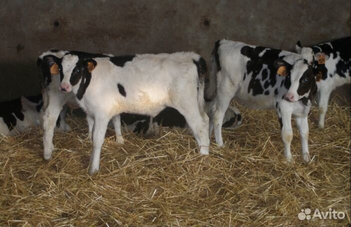 Телята бычки отборные