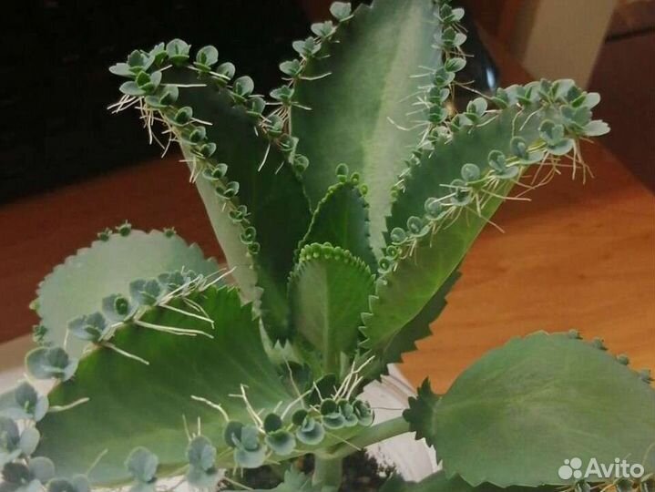 Кактусы и излишки суккулентов - детки