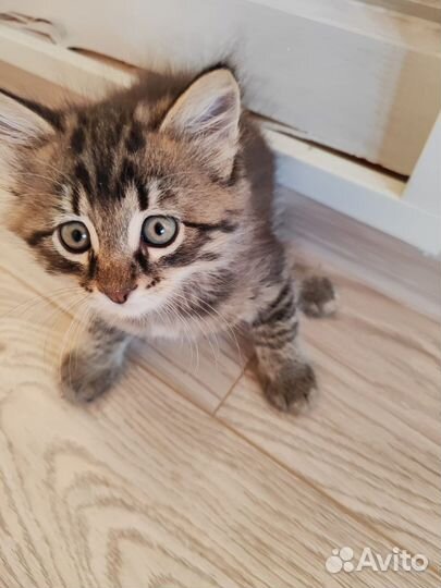 Котята в добрые руки бесплатно